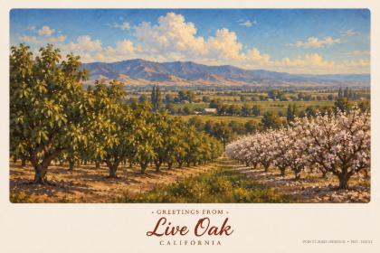Live Oak